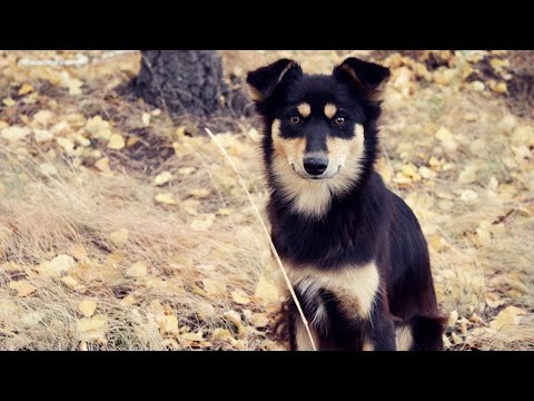 ეზოს ძაღლი ჭინკა | Ezos dzagli chinka